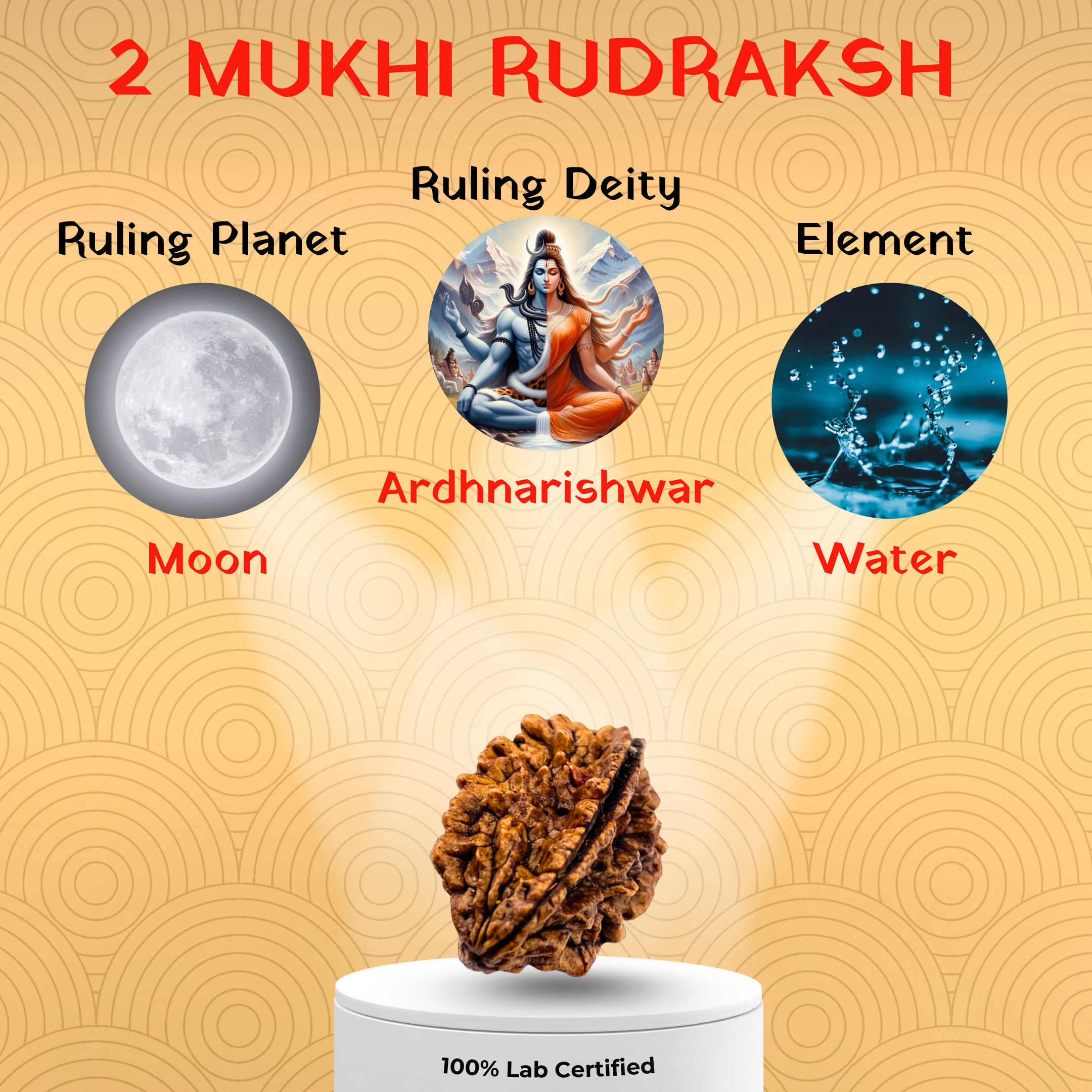 2 Mukhi Rudraksh-Indian