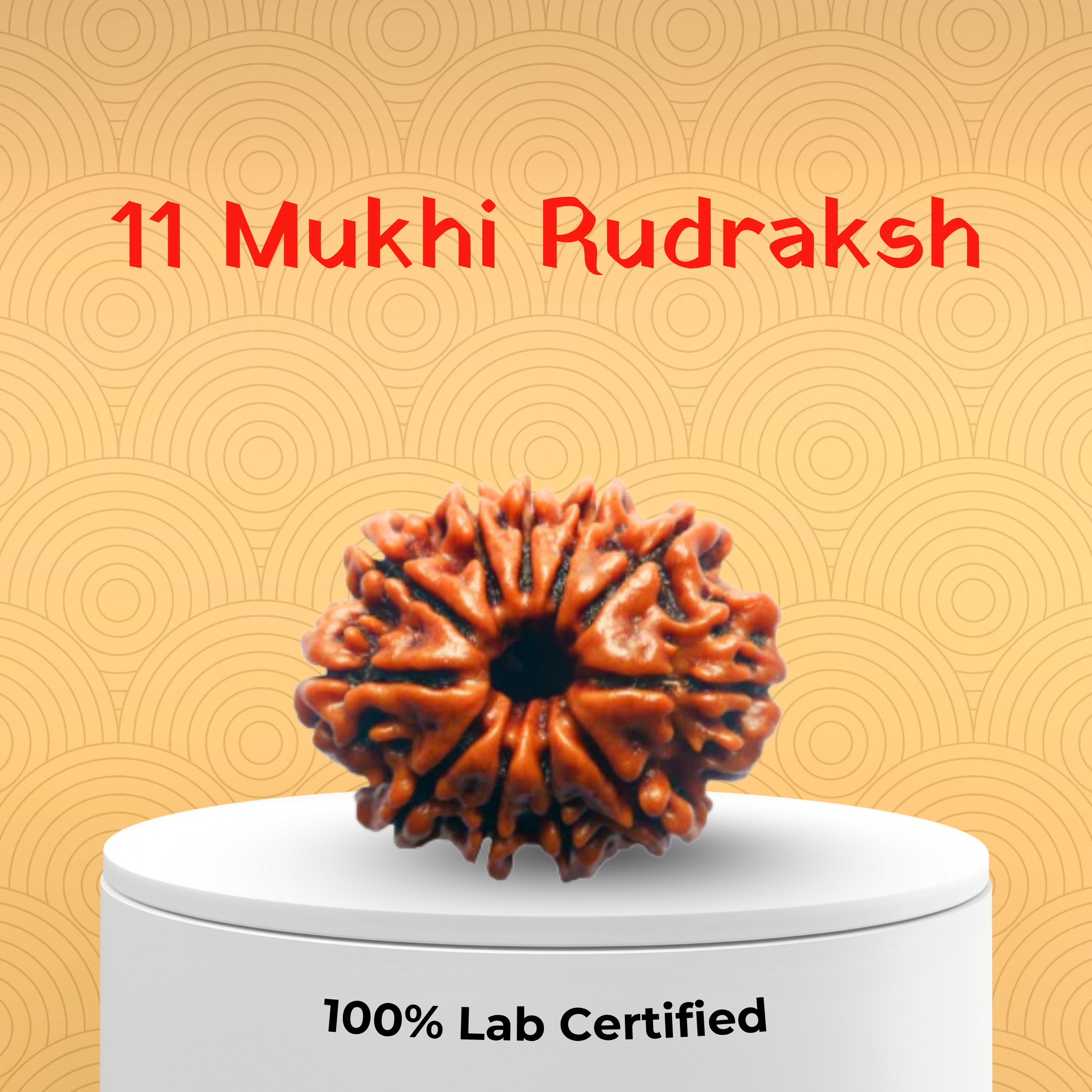 11 Mukhi Rudraksh