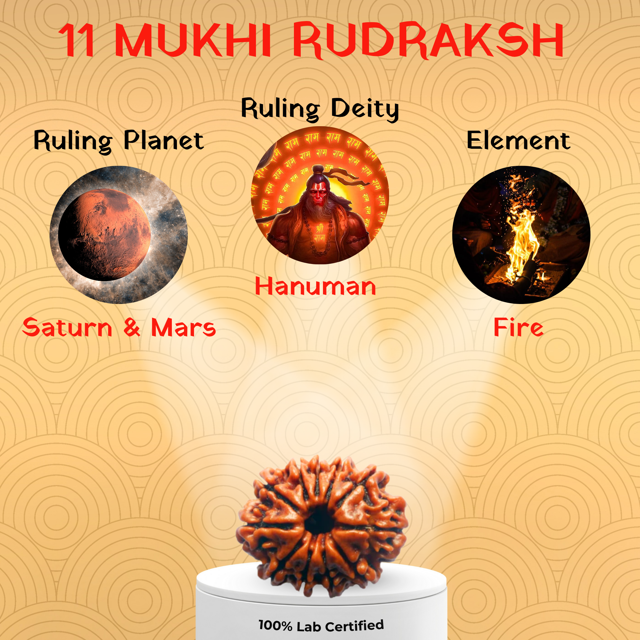 11 Mukhi Rudraksh
