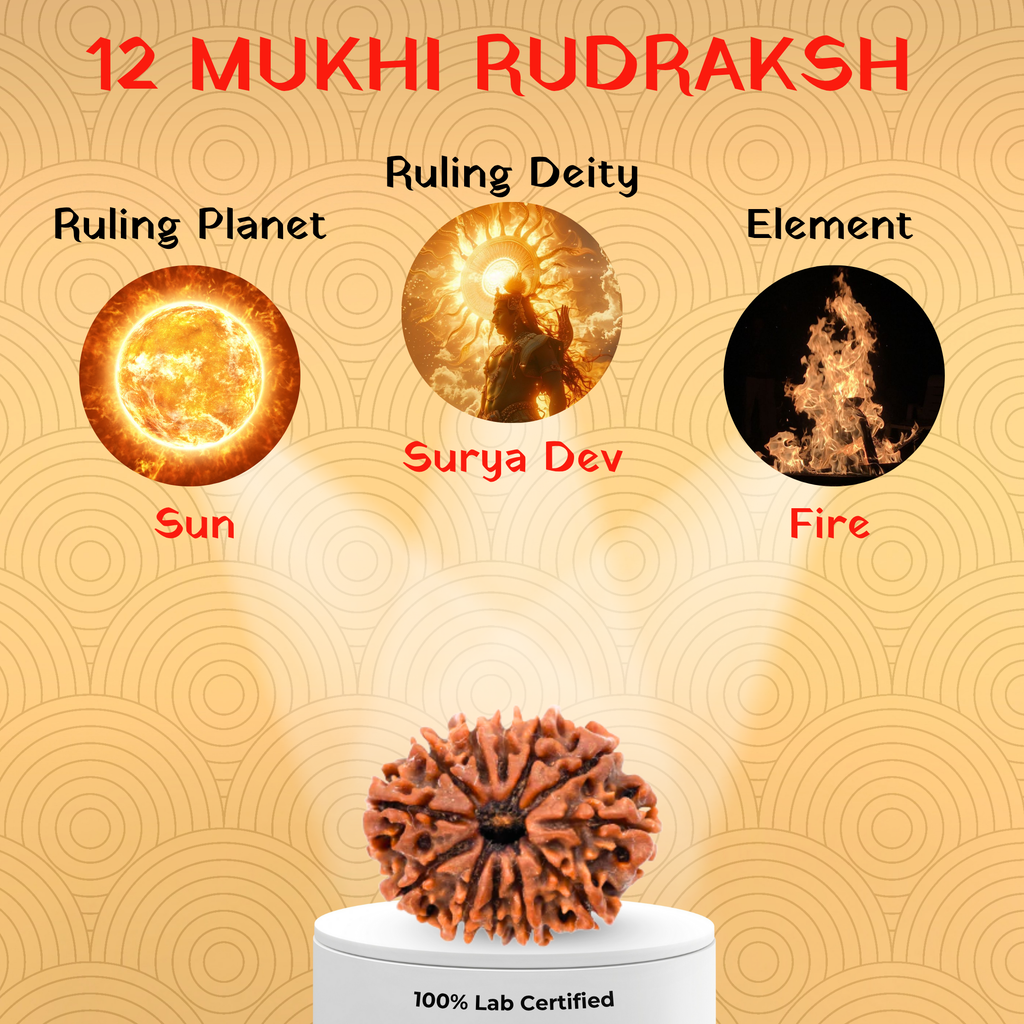 12 Mukhi Rudraksh