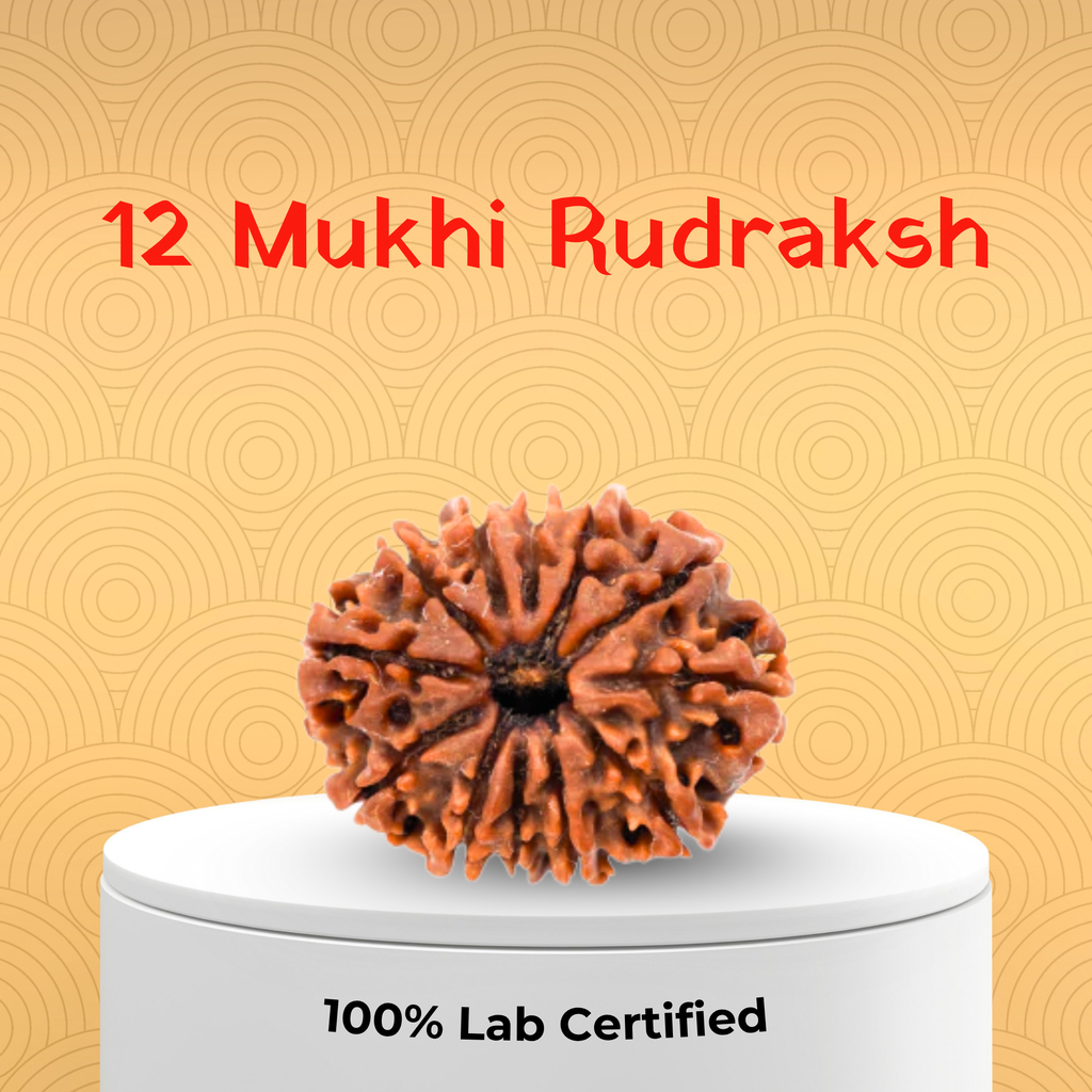 12 Mukhi Rudraksh