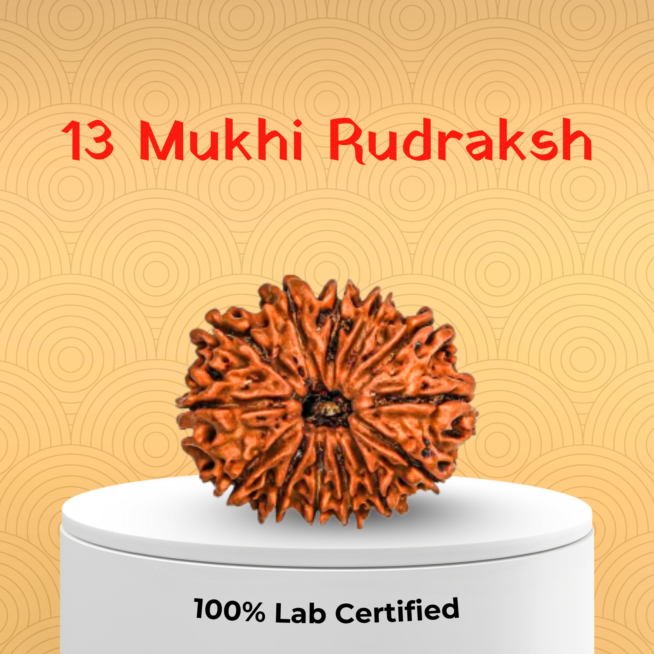 13 Mukhi Rudraksh