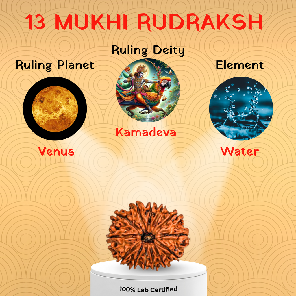 13 Mukhi Rudraksh