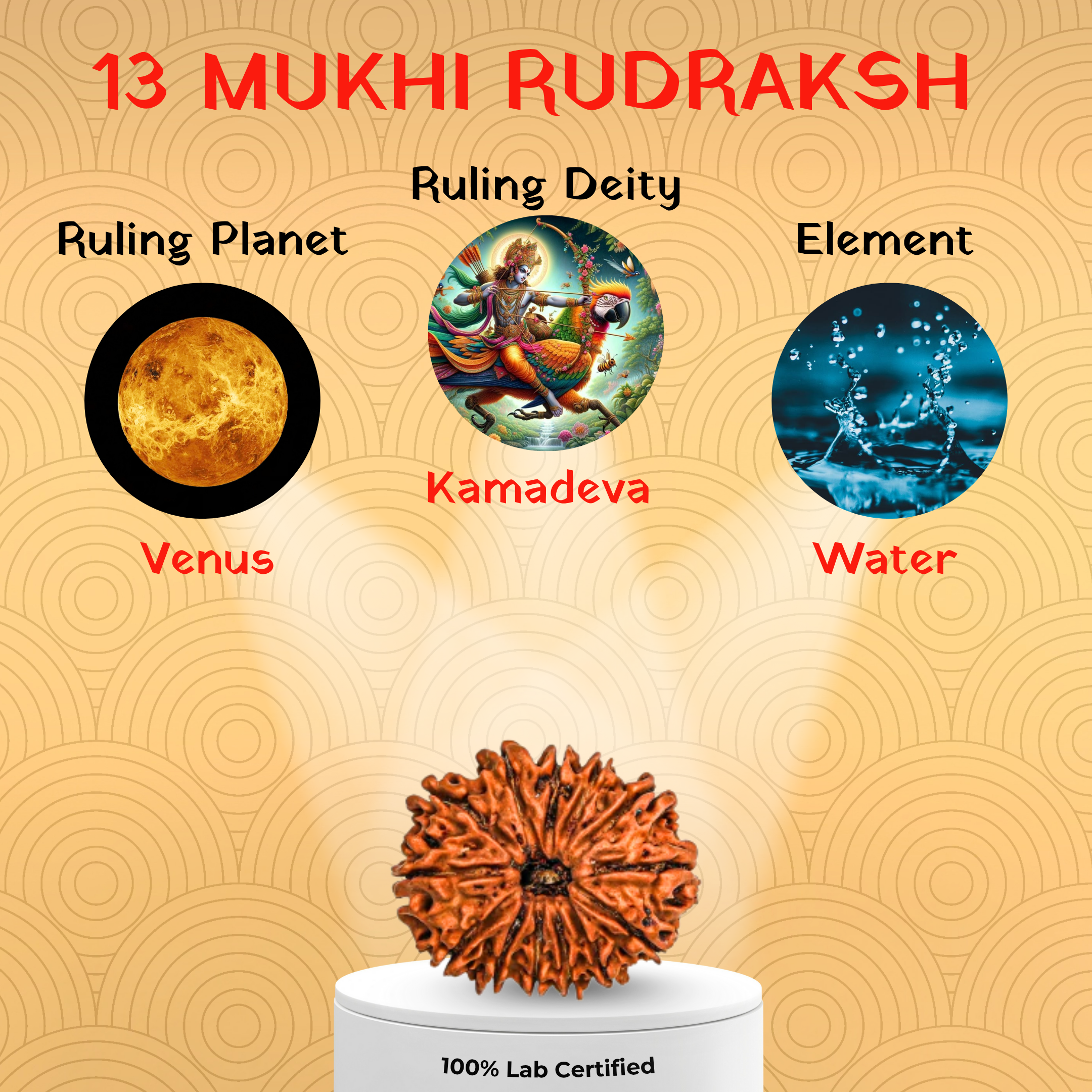 13 Mukhi Rudraksh