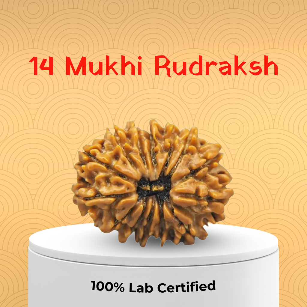 14 Mukhi Rudraksh