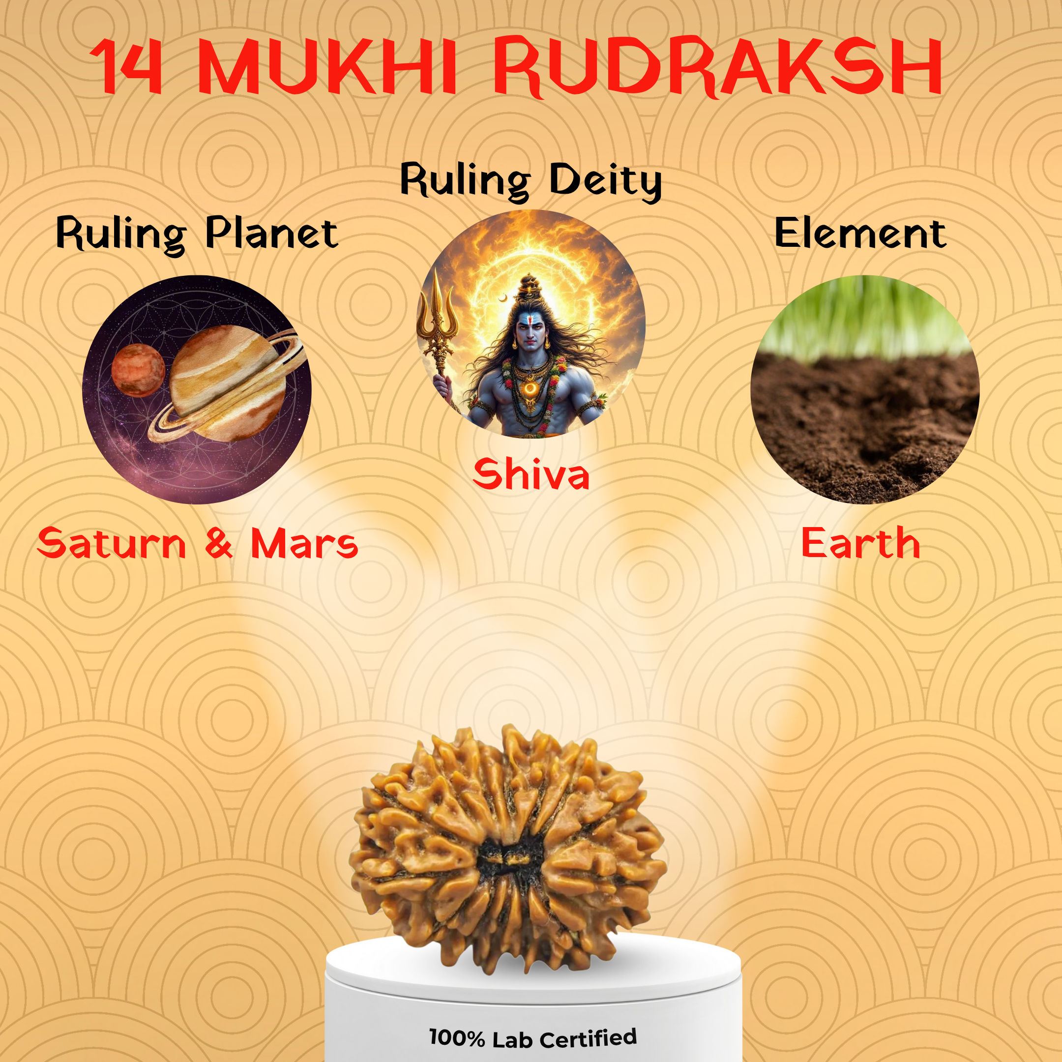 14 Mukhi Rudraksh