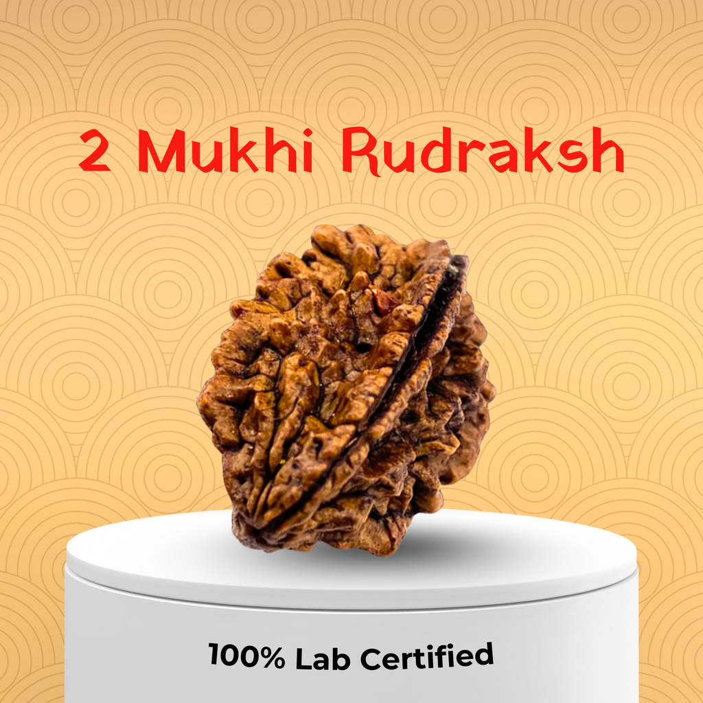 2 Mukhi Rudraksh-Indian