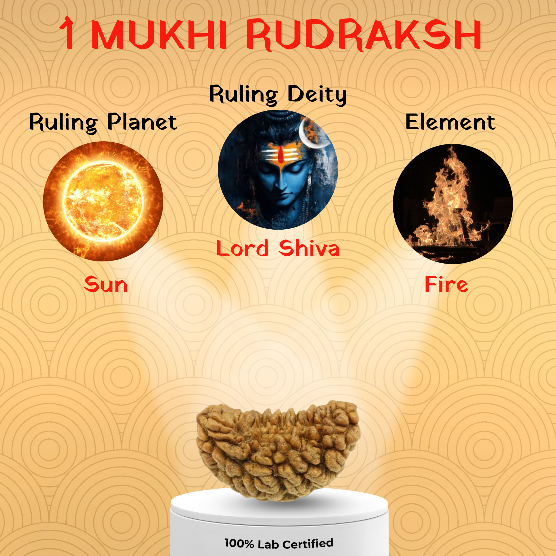 1 Mukhi Rudraksh