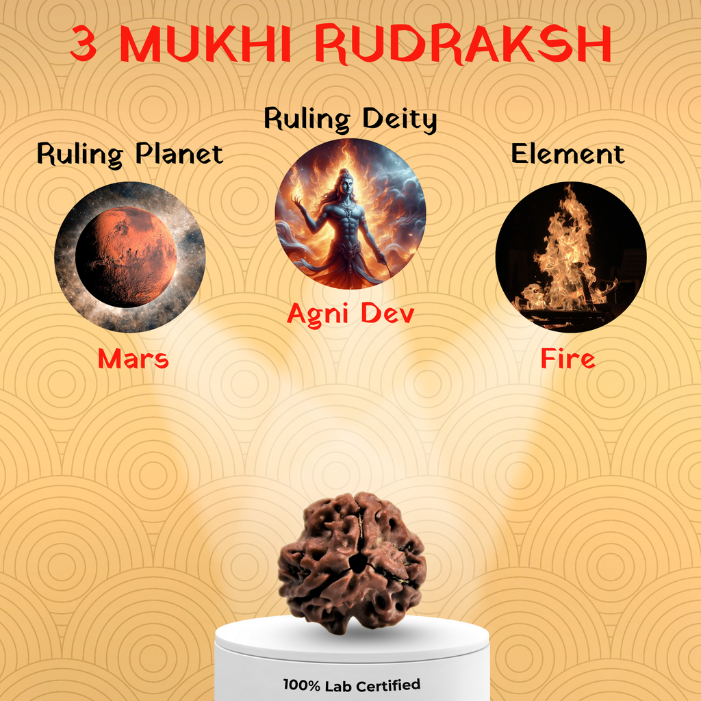 3 Mukhi Rudraksh-Indian