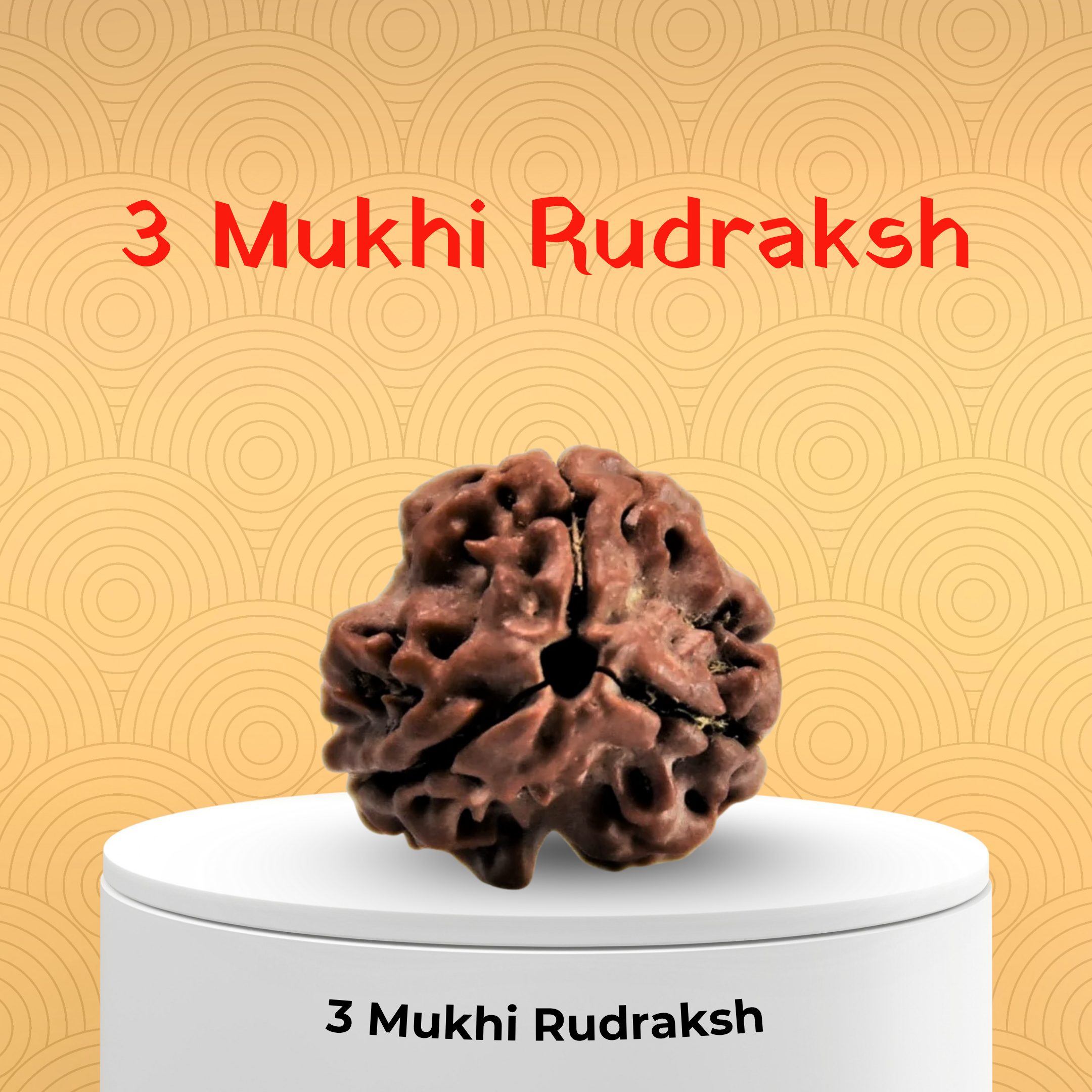 3 Mukhi Rudraksh-Indian