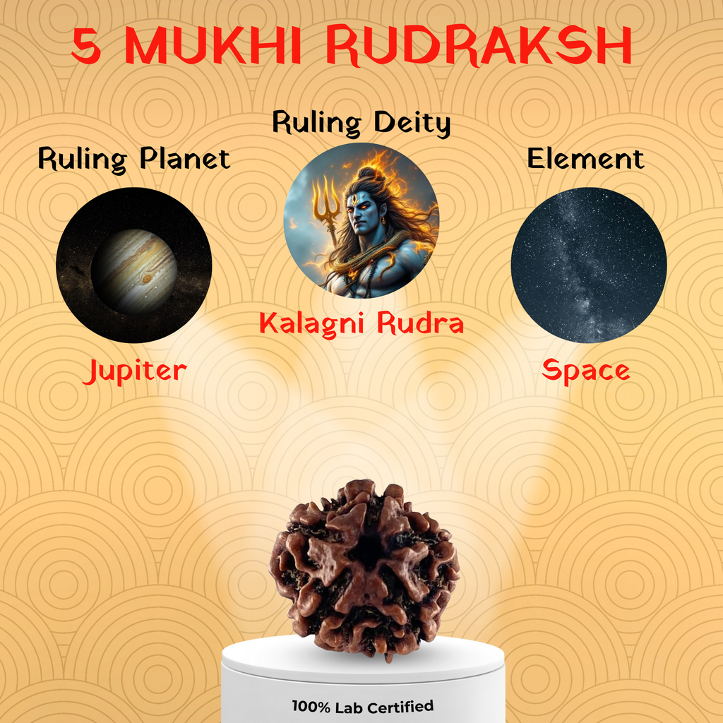 5 Mukhi Rudraksh