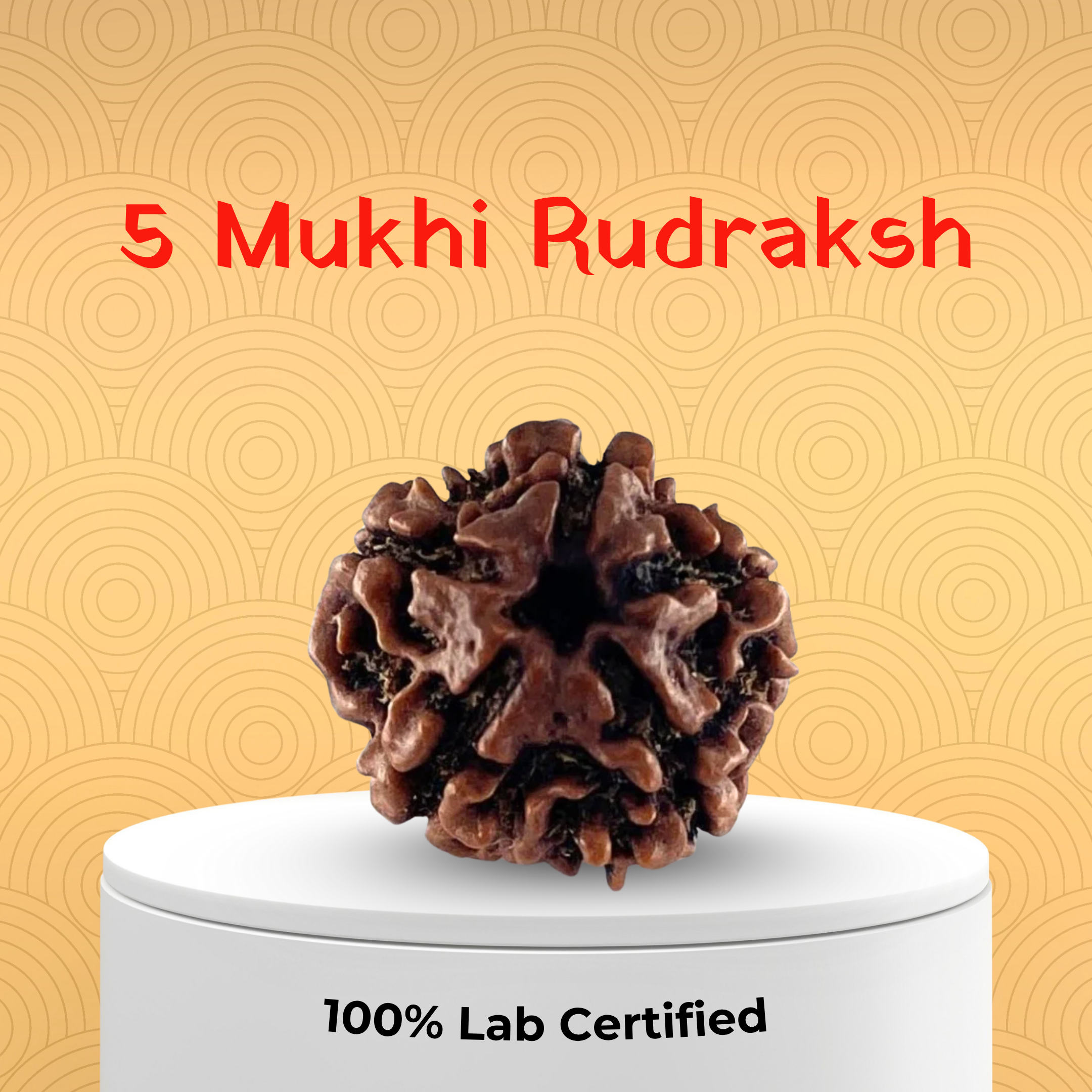 5 Mukhi Rudraksh