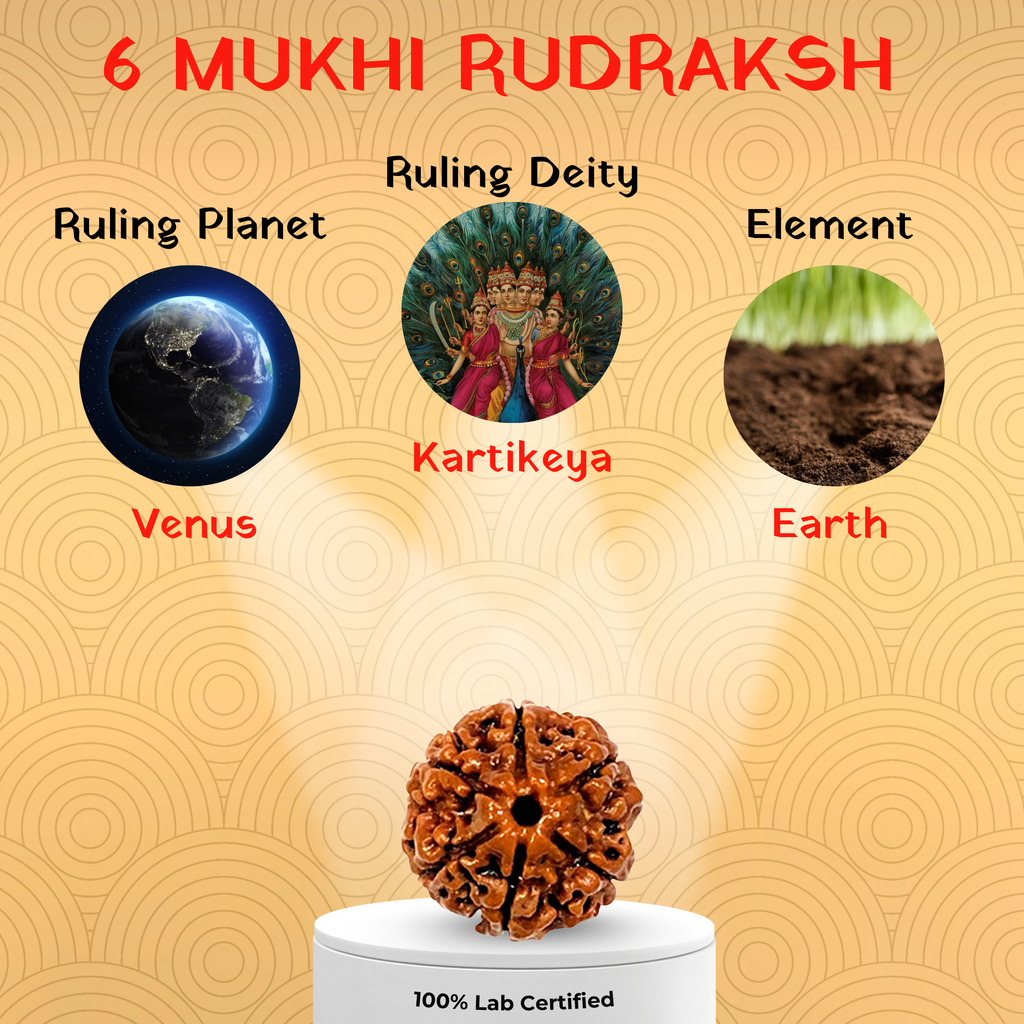 6 Mukhi Rudraksh
