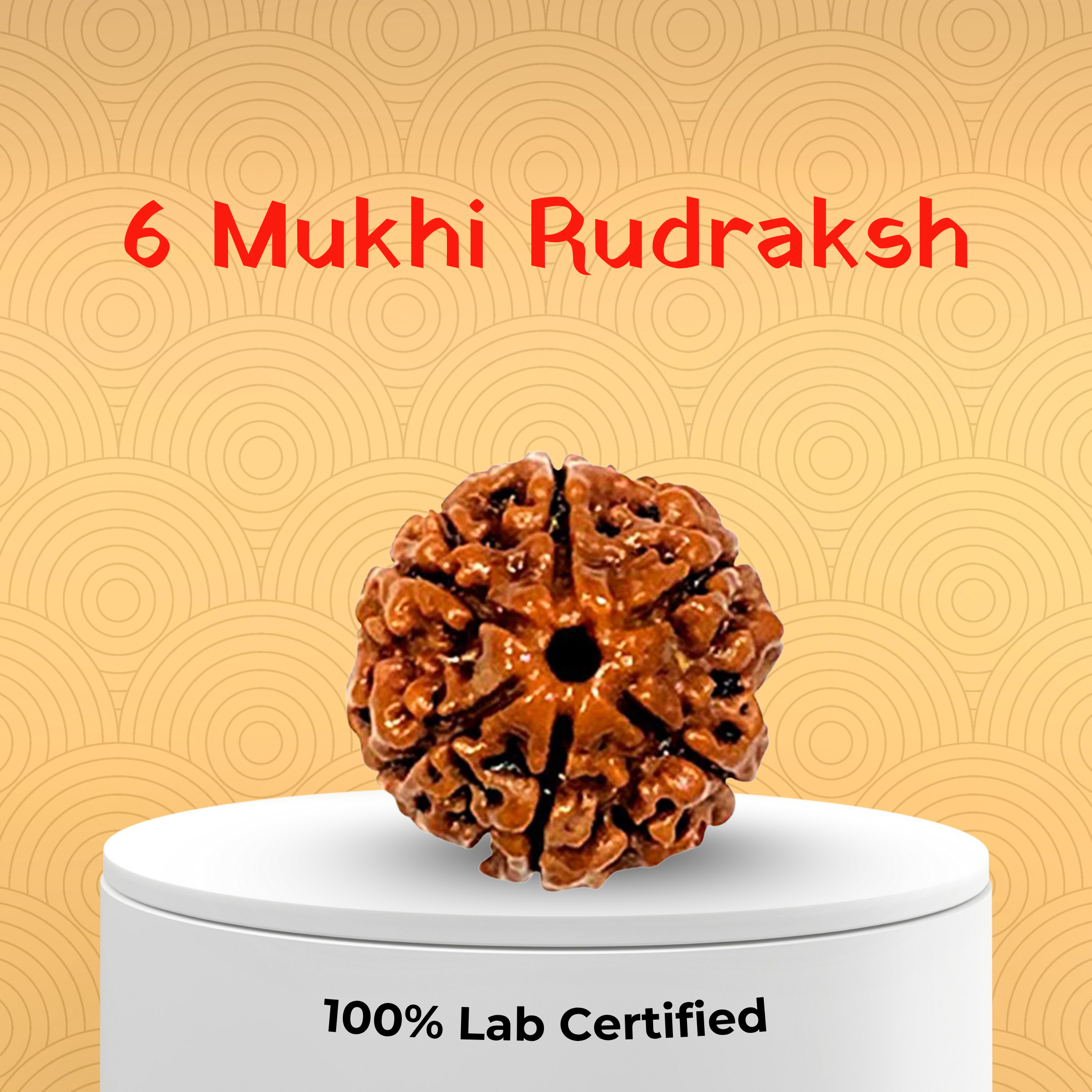 6 Mukhi Rudraksh
