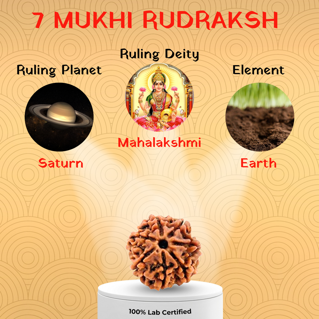 7 Mukhi Rudraksh