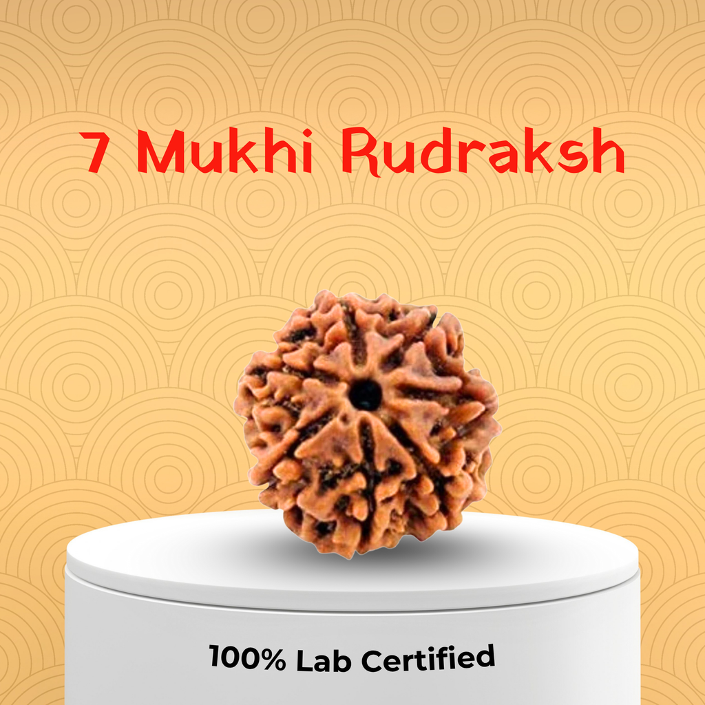 7 Mukhi Rudraksh
