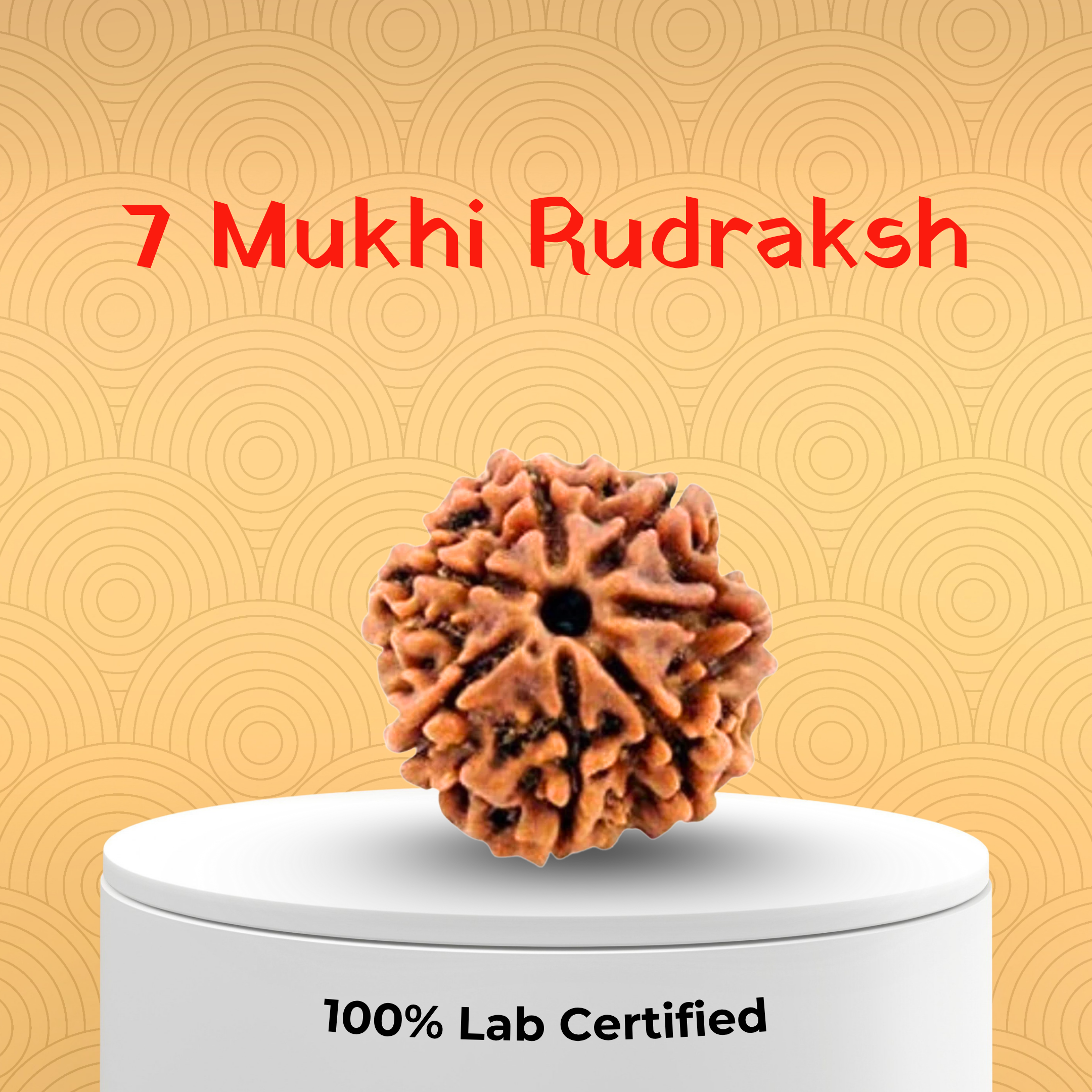 7 Mukhi Rudraksh